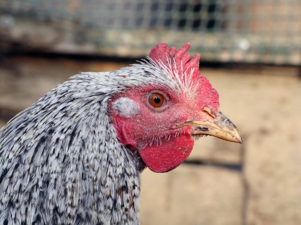 Head, Pets, Poultry, Hen, Bird, livestock, chicken - bird preview