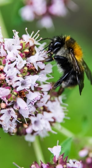bumblebee perch on purple cluster flower thumbnail