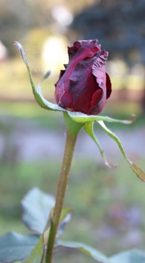 Red Rose, Flower, Rose, One Rose, flower, nature thumbnail