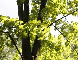 Tree, Branches, Aesthetic, Nature, tree, green color thumbnail