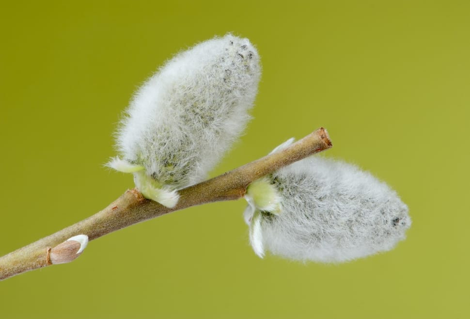 2 white flower buds preview