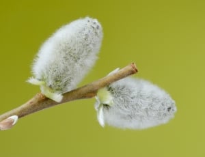2 white flower buds thumbnail