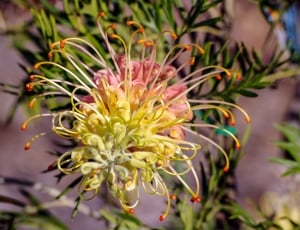 Australia, Grevillea, Bloom, Flower, flower, plant thumbnail