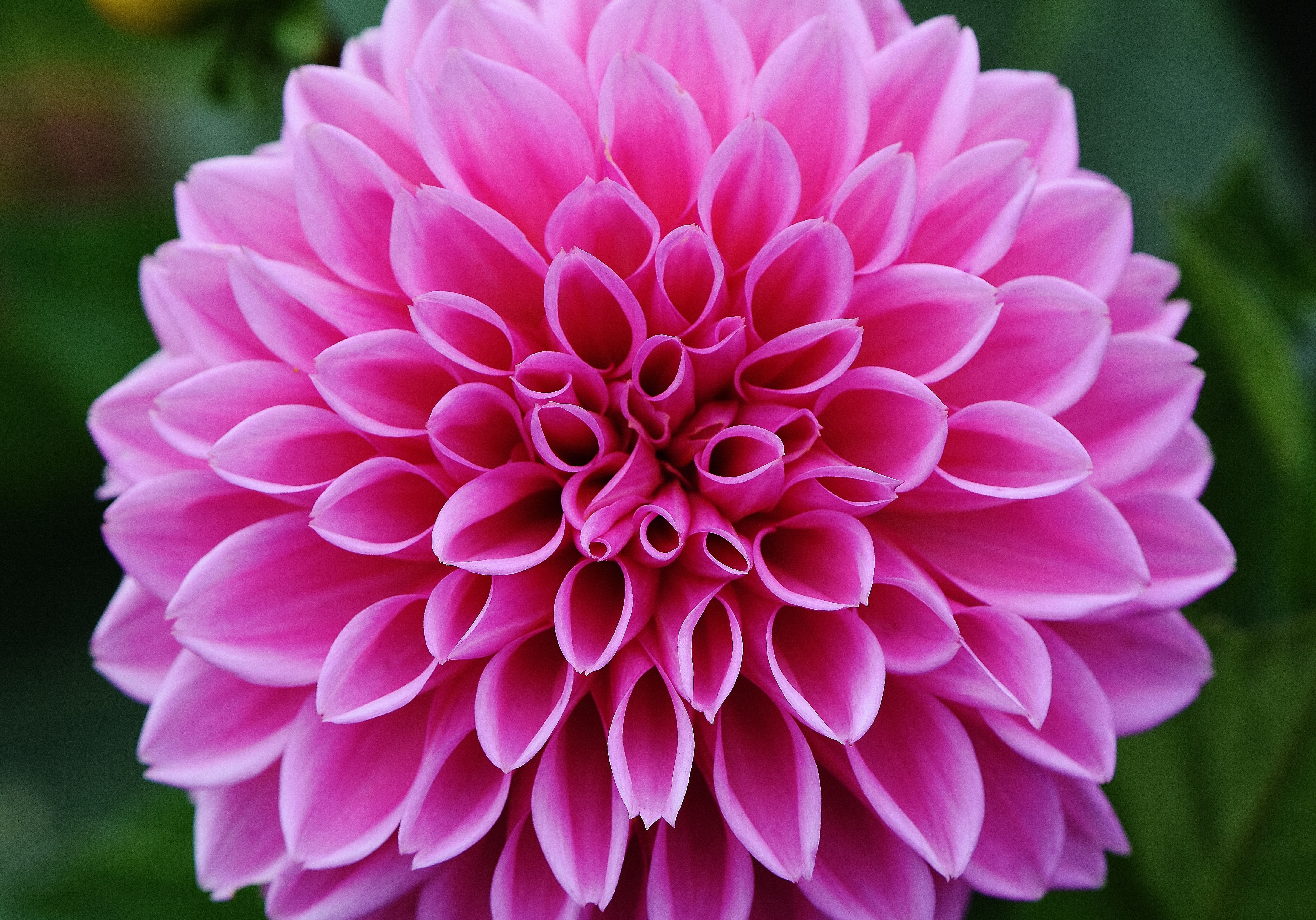 pink clustered petal flower