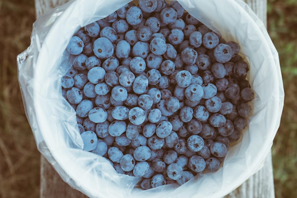 blueberry lot preview