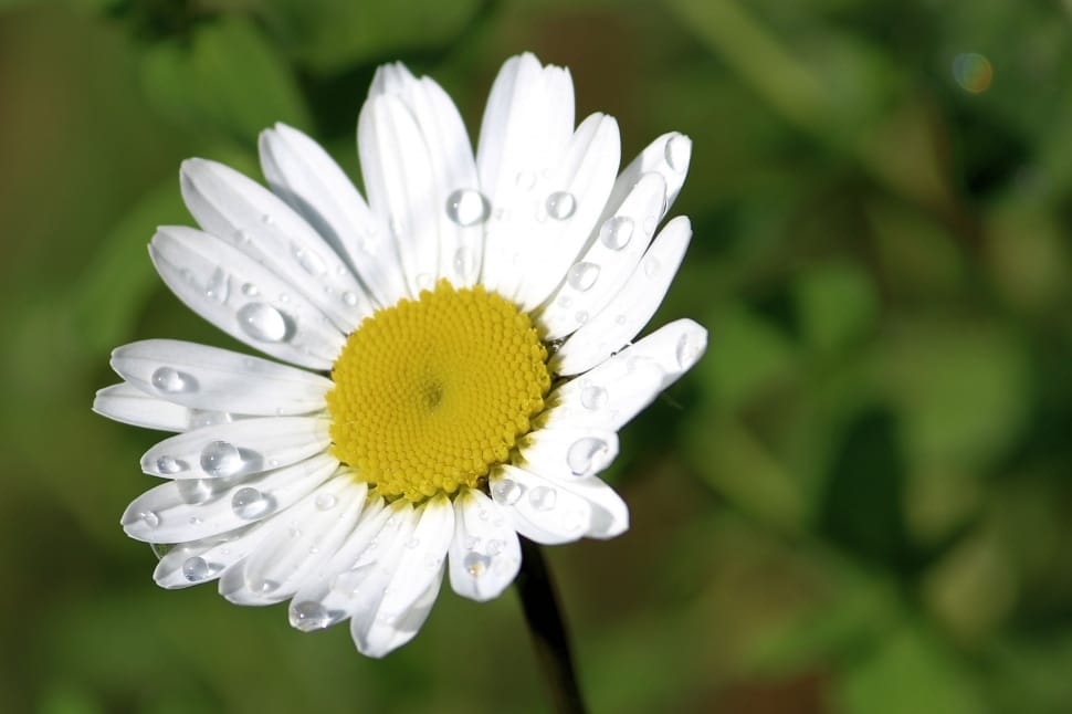 white Daisy flower close up photography preview