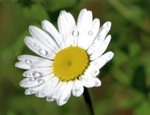 white Daisy flower close up photography thumbnail
