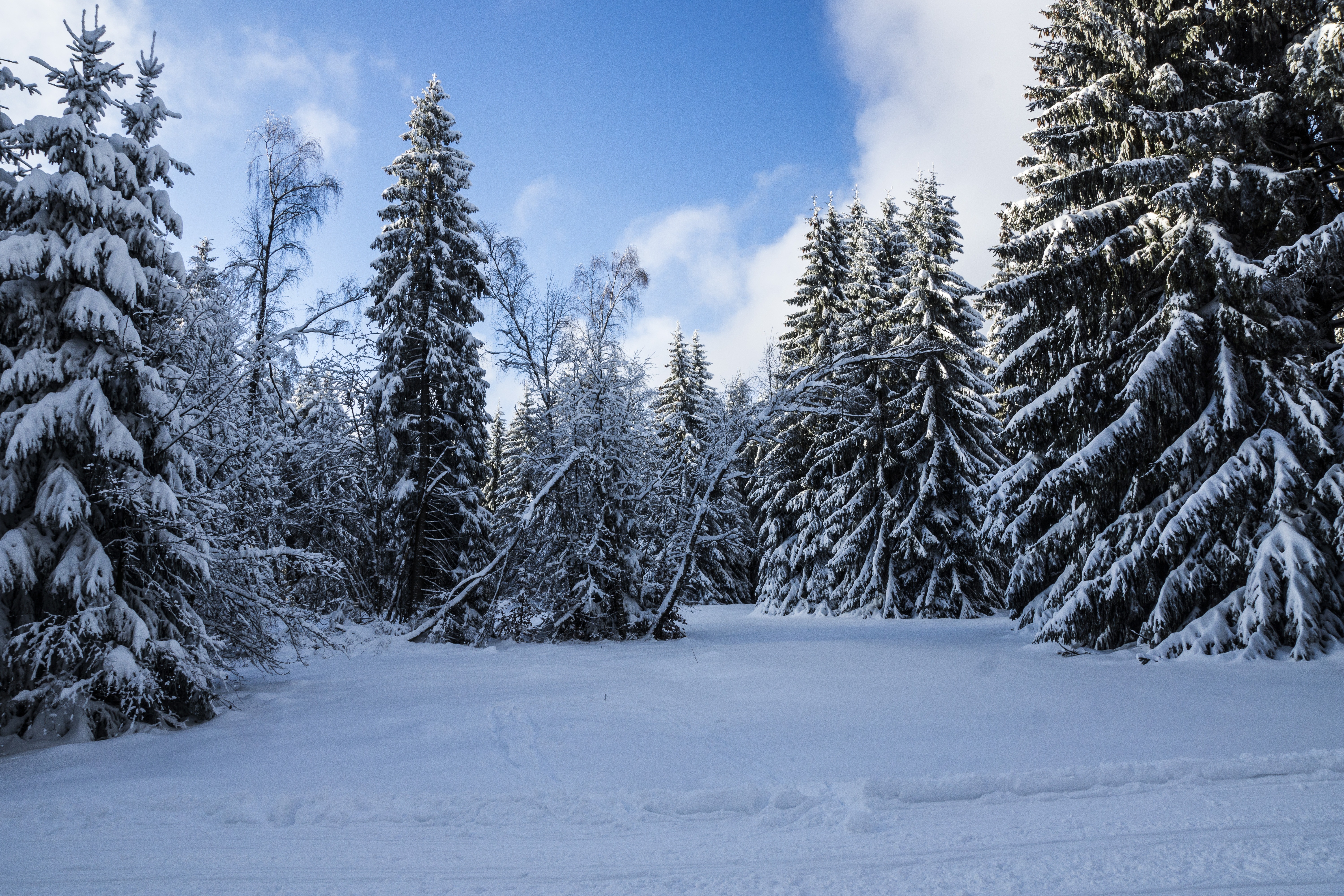 Winter forest. Зимний лес. Снежный лес. Зимний еловый лес. Лес в снегу.