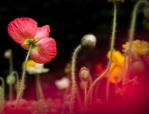 pink poppy in bloom during daytime thumbnail