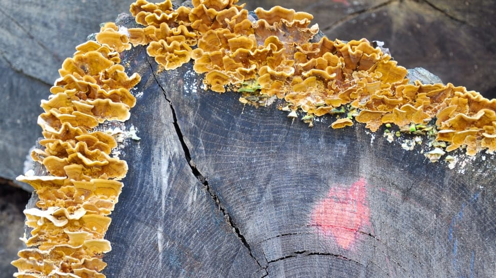 Tinder Fungus, Wood, Forest, close-up, yellow preview