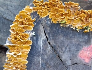 Tinder Fungus, Wood, Forest, close-up, yellow thumbnail
