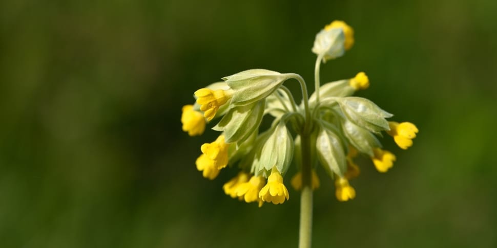 Pointed Flower, Cowslip, Spring Flower, flower, yellow preview