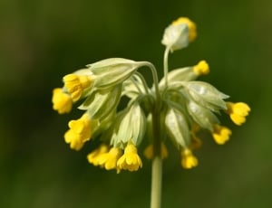 Pointed Flower, Cowslip, Spring Flower, flower, yellow thumbnail