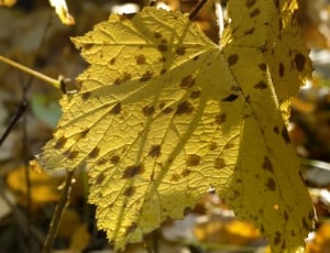 yellow and brown maple leaf thumbnail