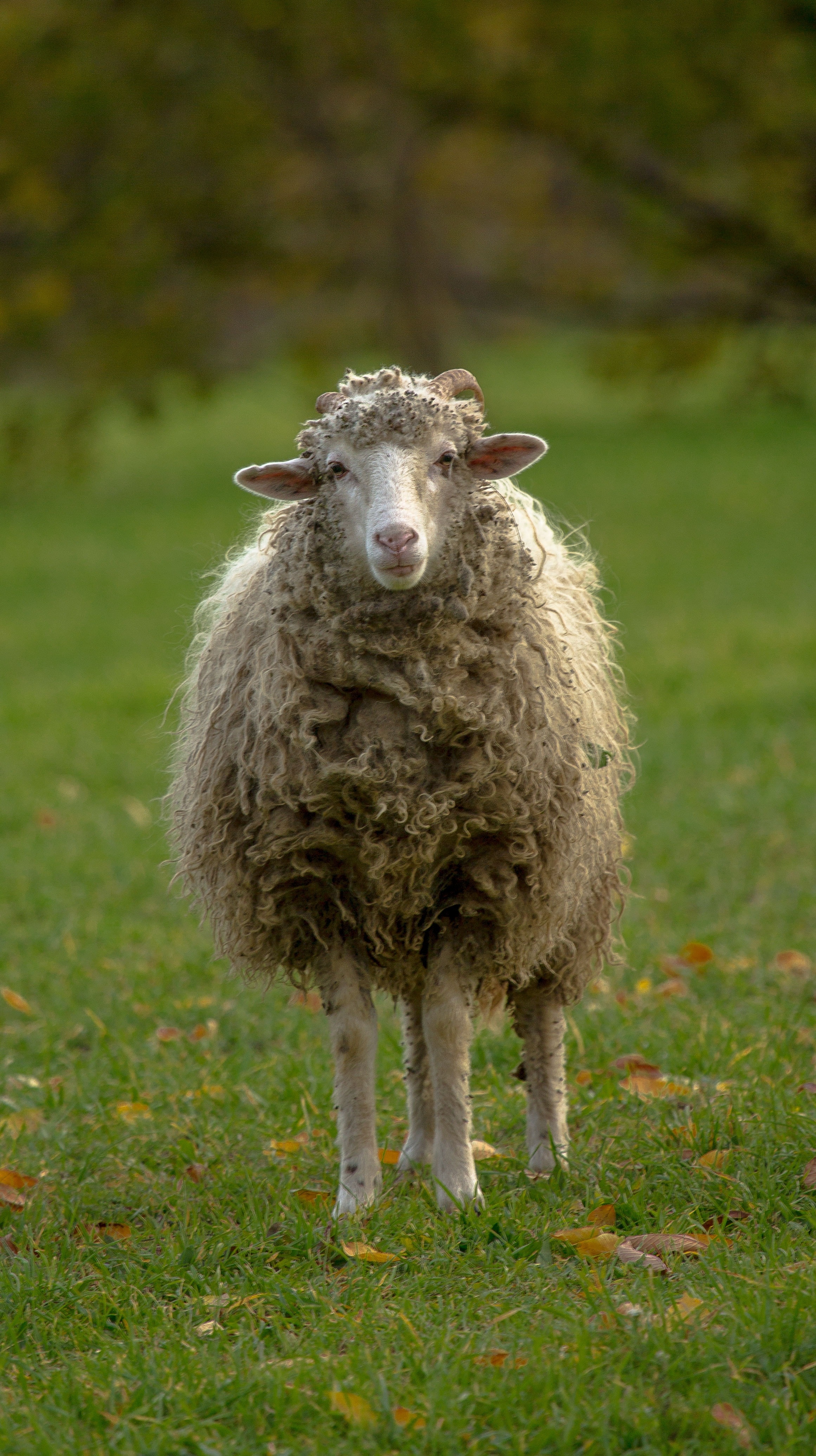 Sheep, Lamb, Is Watching, White, Pets, one animal, livestock