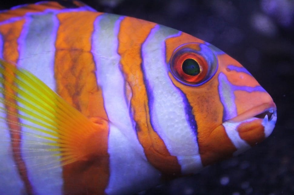 Fish, Colorful, Underwater, Ocean, one animal, animal wildlife preview