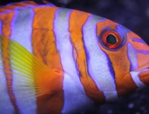 Fish, Colorful, Underwater, Ocean, one animal, animal wildlife thumbnail