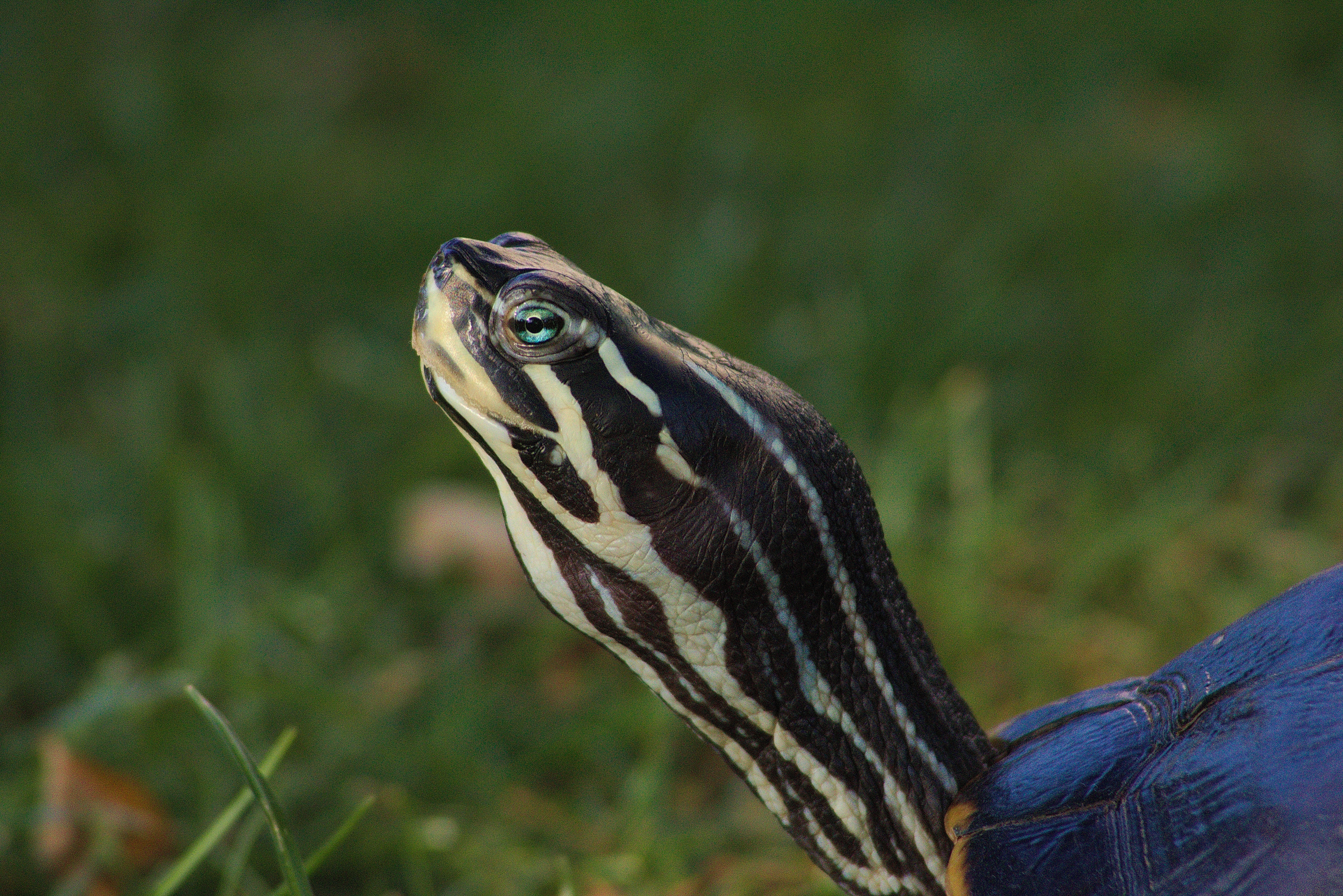 black and white turtle