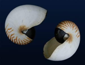 2 brown and white shell thumbnail