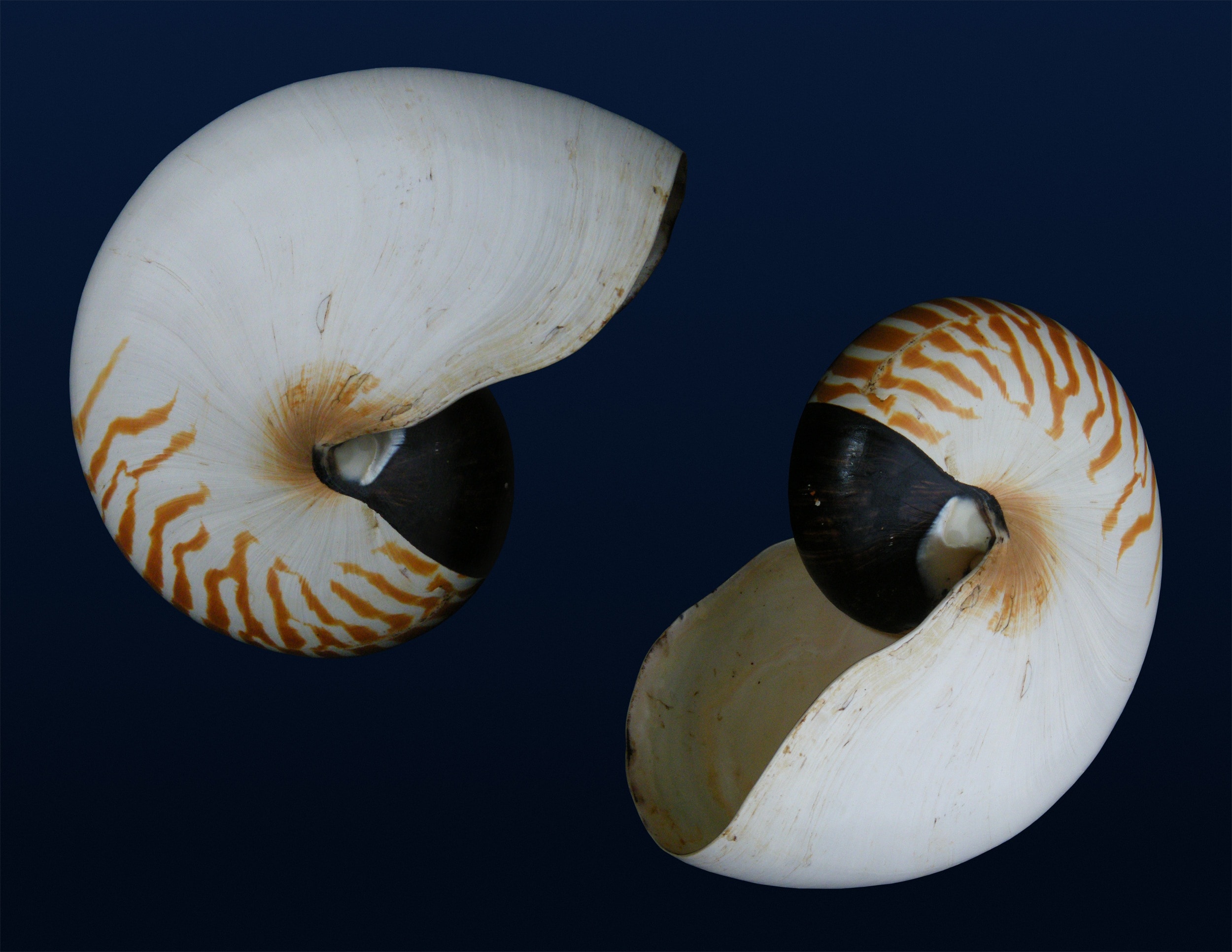 2 brown and white shell
