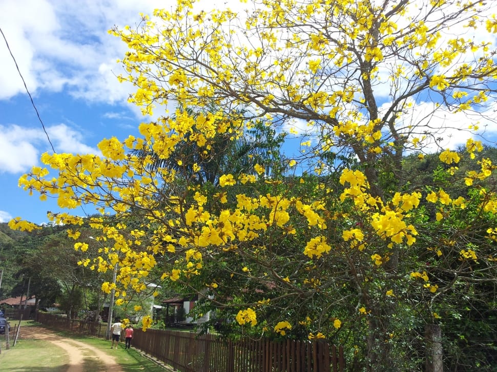 tree blooms yellow flowers during daytime preview