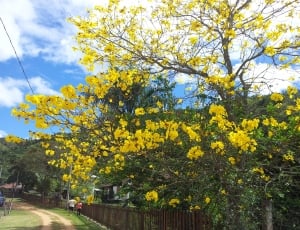 tree blooms yellow flowers during daytime thumbnail