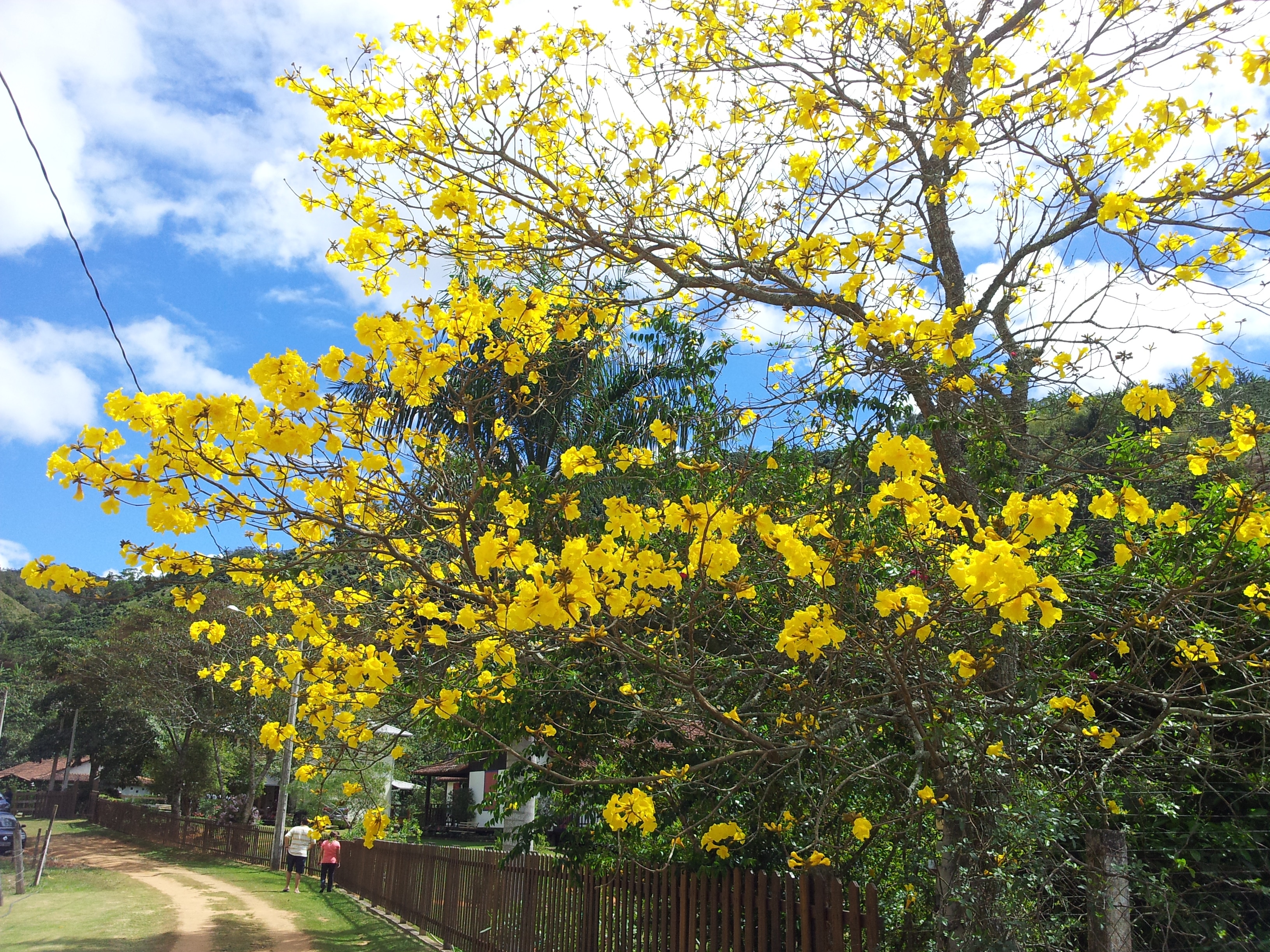 tree blooms yellow flowers during daytime