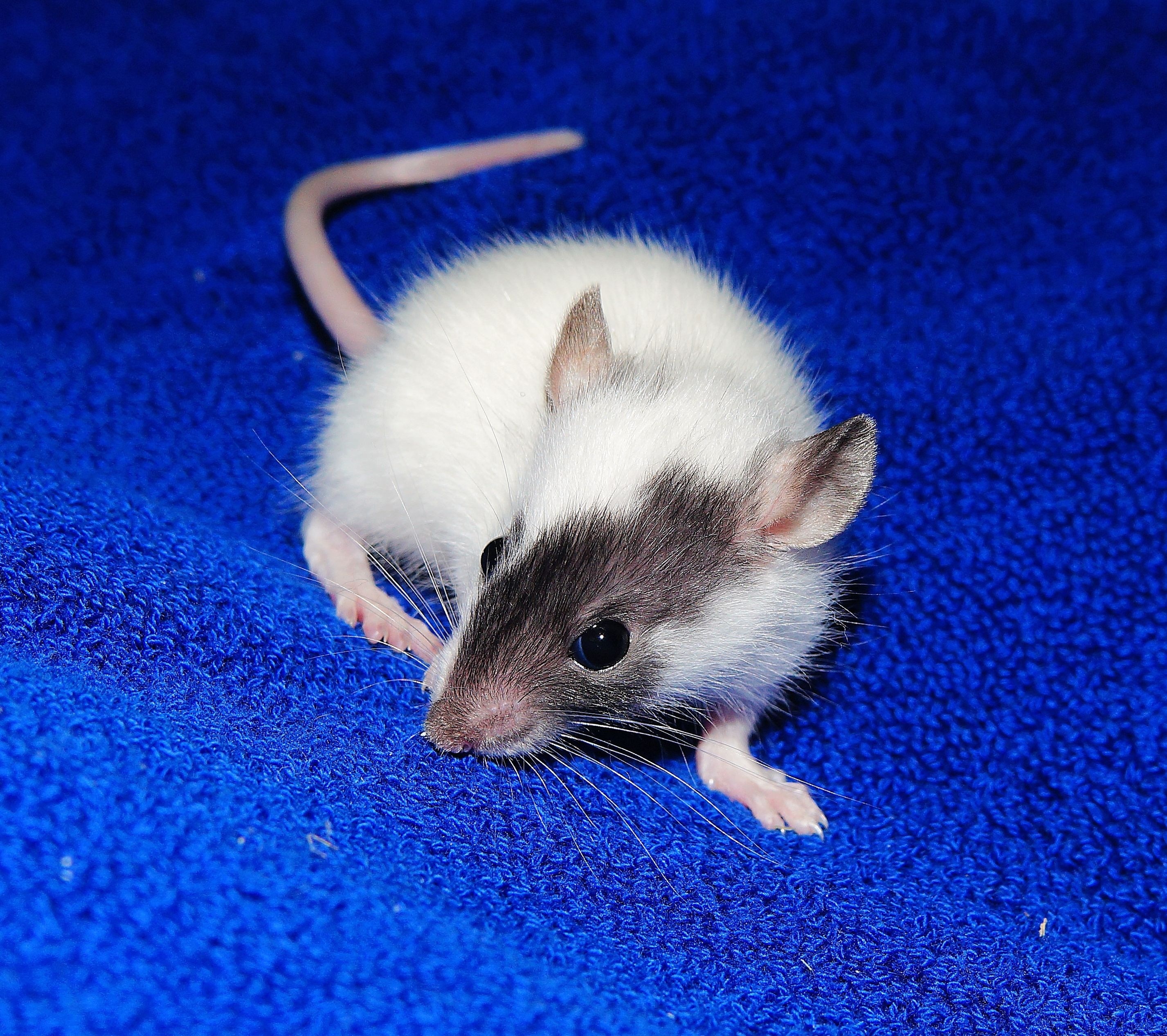 Домашние белые мыши. Маленькие крысята Дамбо. Крыса Песчанка. Крыса Дамбо Сиамская. Крыса Дамбо белая.