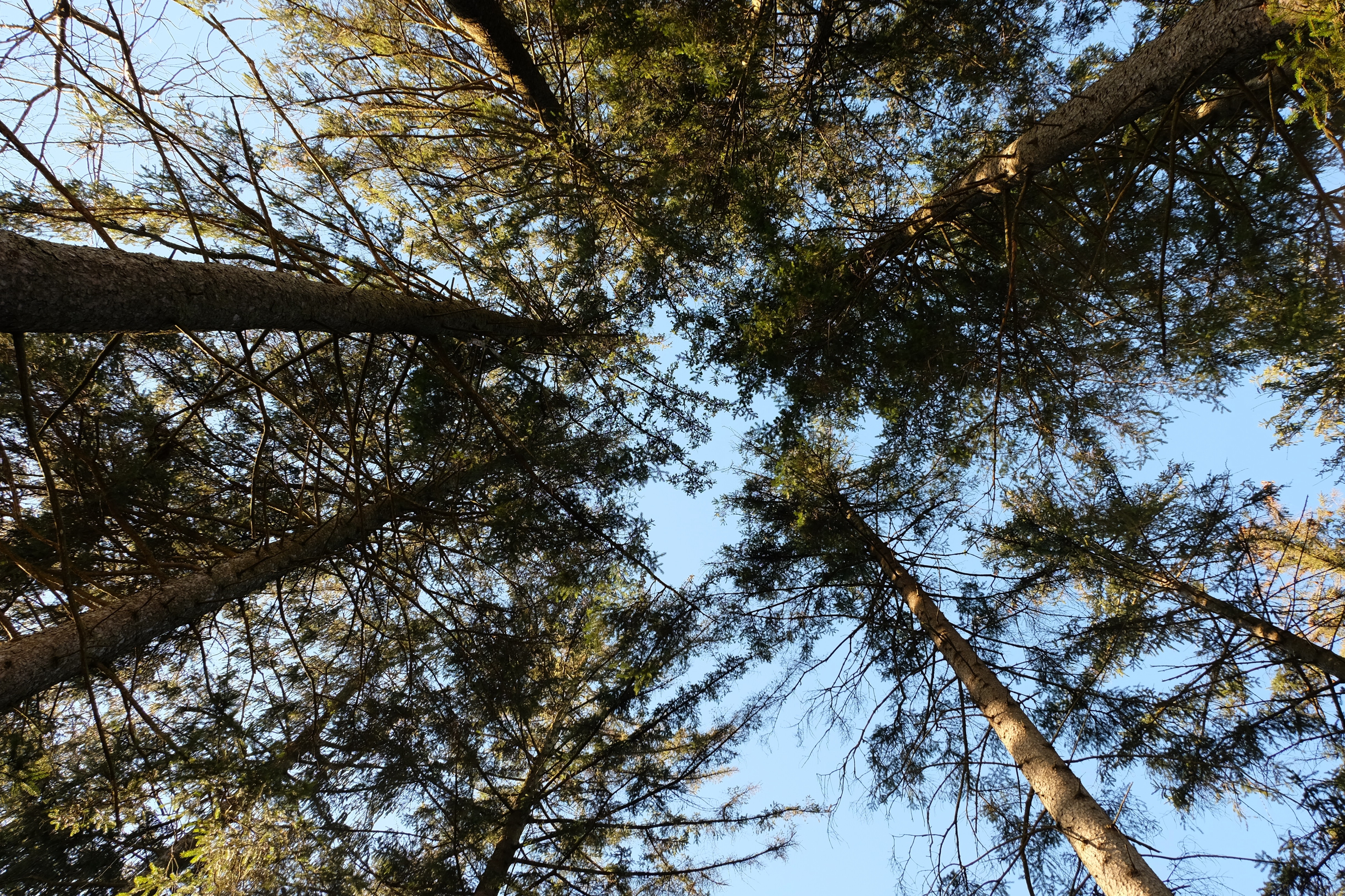 Lot of trees. A lot of Trees.