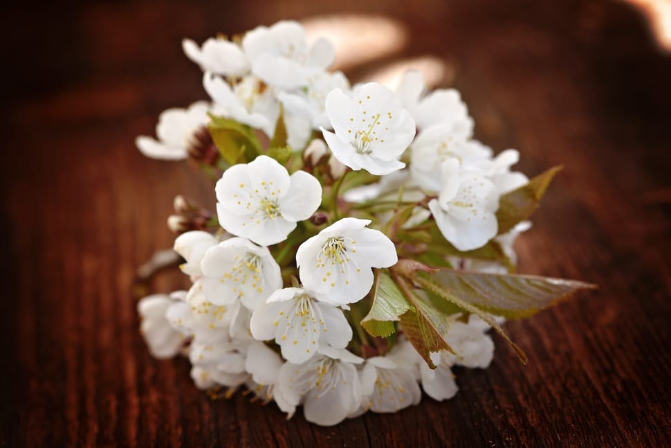 White, Cherry Blossoms, Flowers, Spring, flower, close-up preview