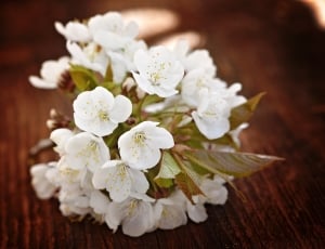 White, Cherry Blossoms, Flowers, Spring, flower, close-up thumbnail