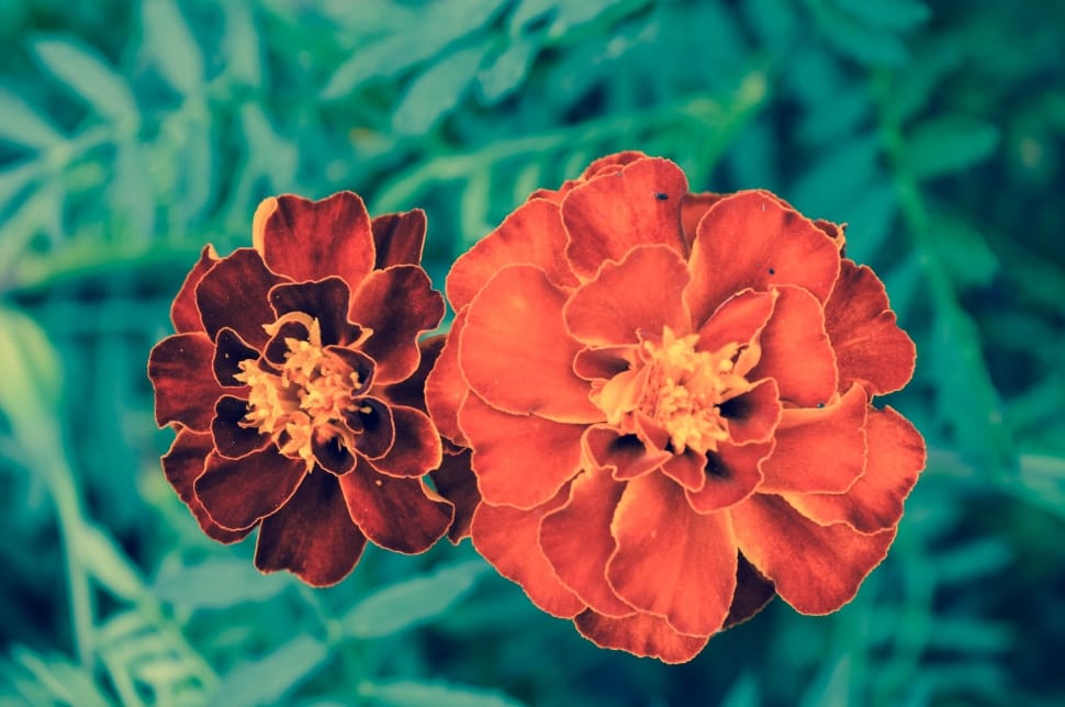 close up photo of orange petal flowers preview