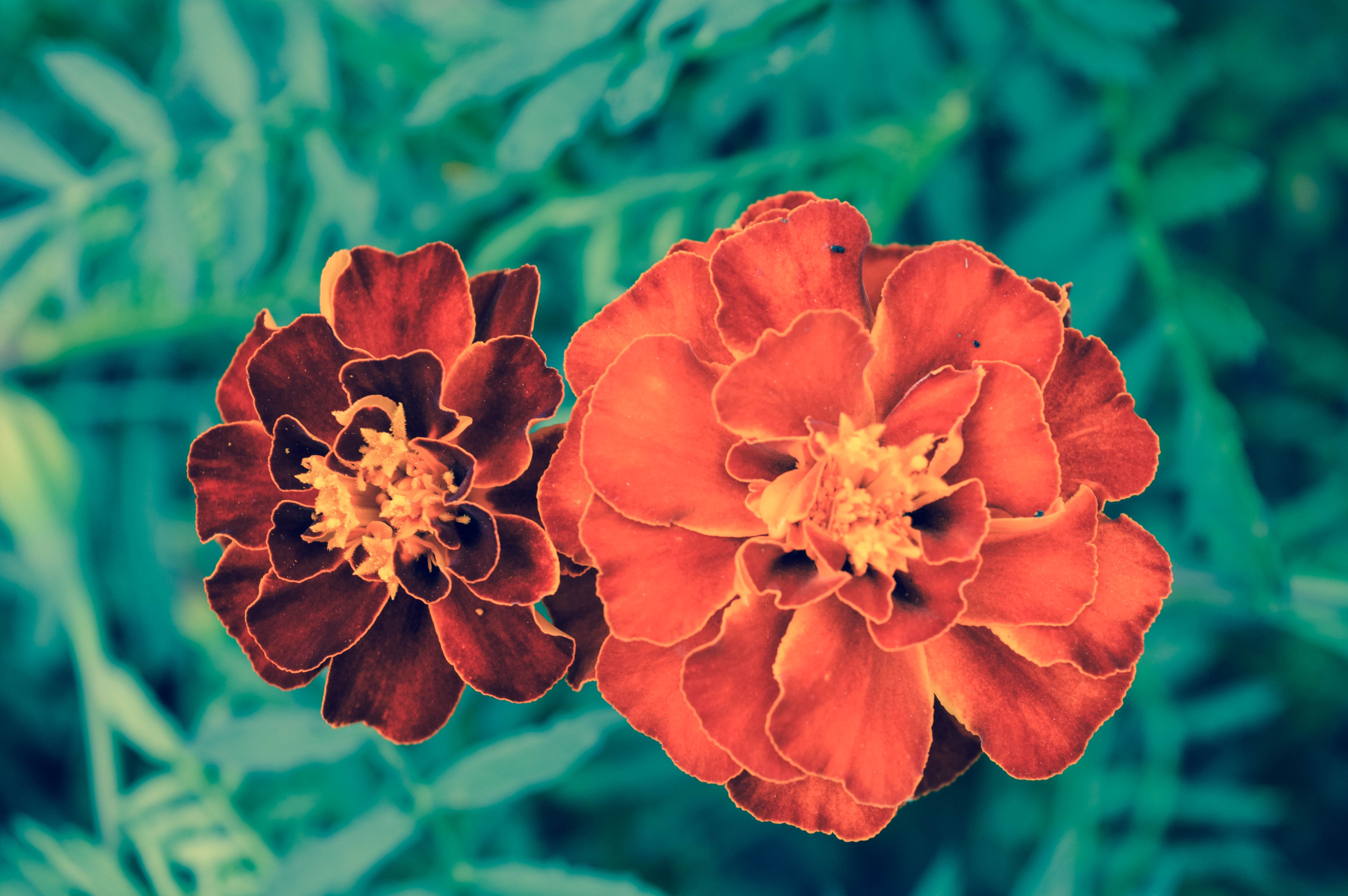 close up photo of orange petal flowers