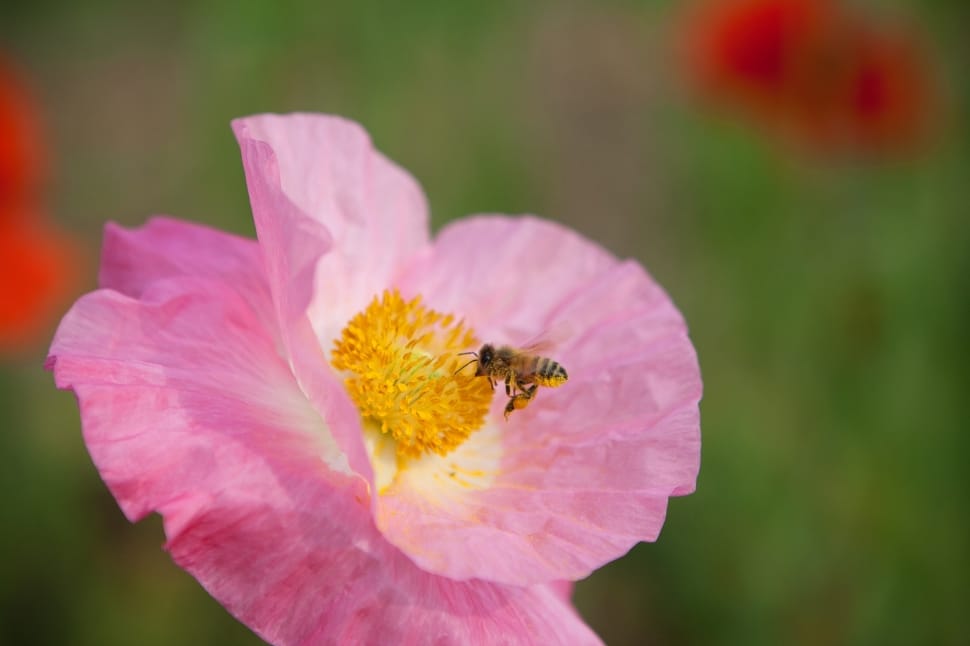 Pink Flowers, Pink, Flowers, Bee, Poppy, flower, petal preview