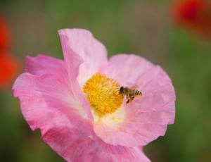 Pink Flowers, Pink, Flowers, Bee, Poppy, flower, petal thumbnail