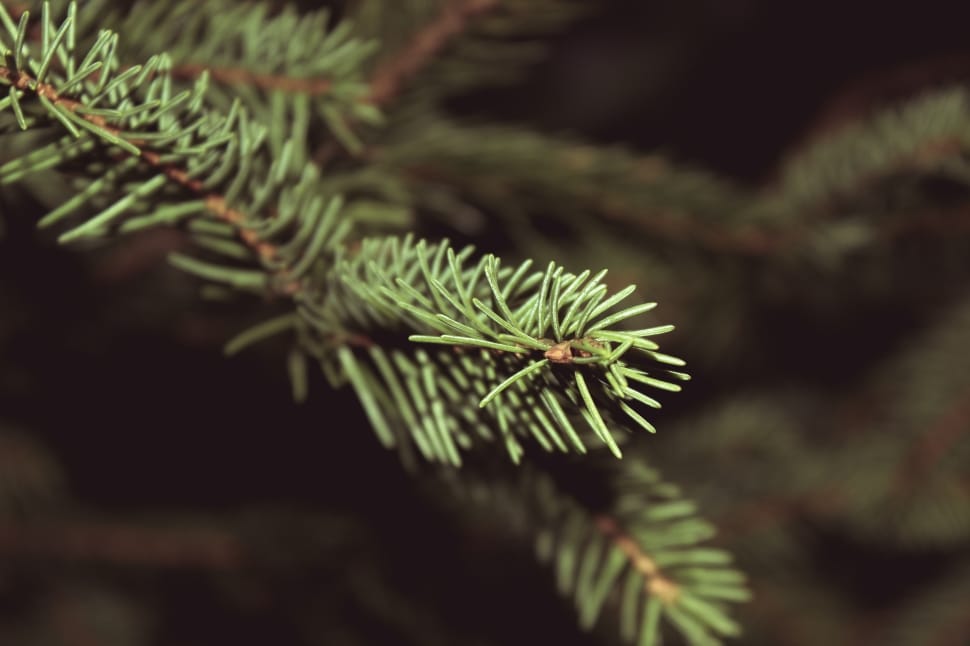green christmas tree preview
