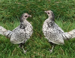 2 black and white chicken thumbnail
