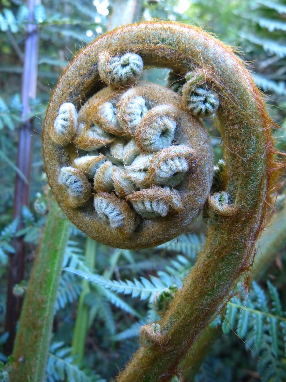 brown and white fern bud plant preview