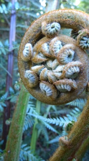 brown and white fern bud plant thumbnail