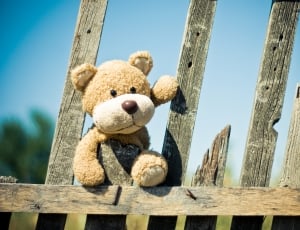brown dog on brown wooden fence thumbnail