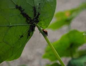 orange ladybug thumbnail