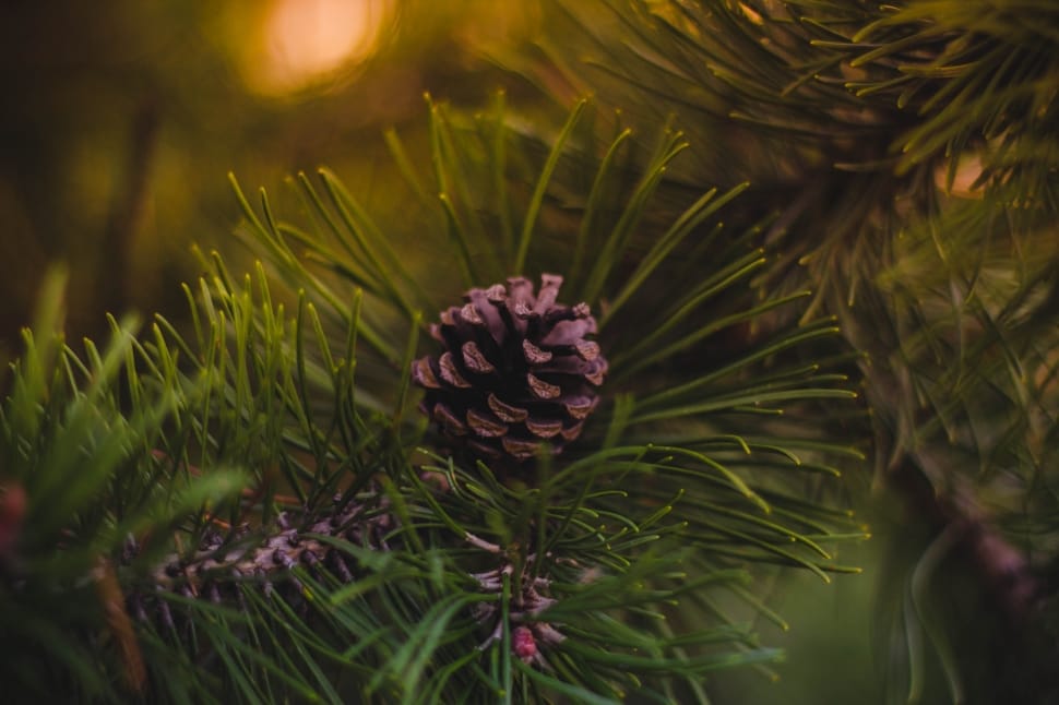 close up photo of pinecone with green leafs preview