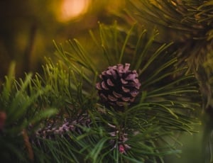 close up photo of pinecone with green leafs thumbnail