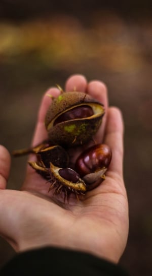selective focus photo of person's hand holding round fruit with purple seeds thumbnail
