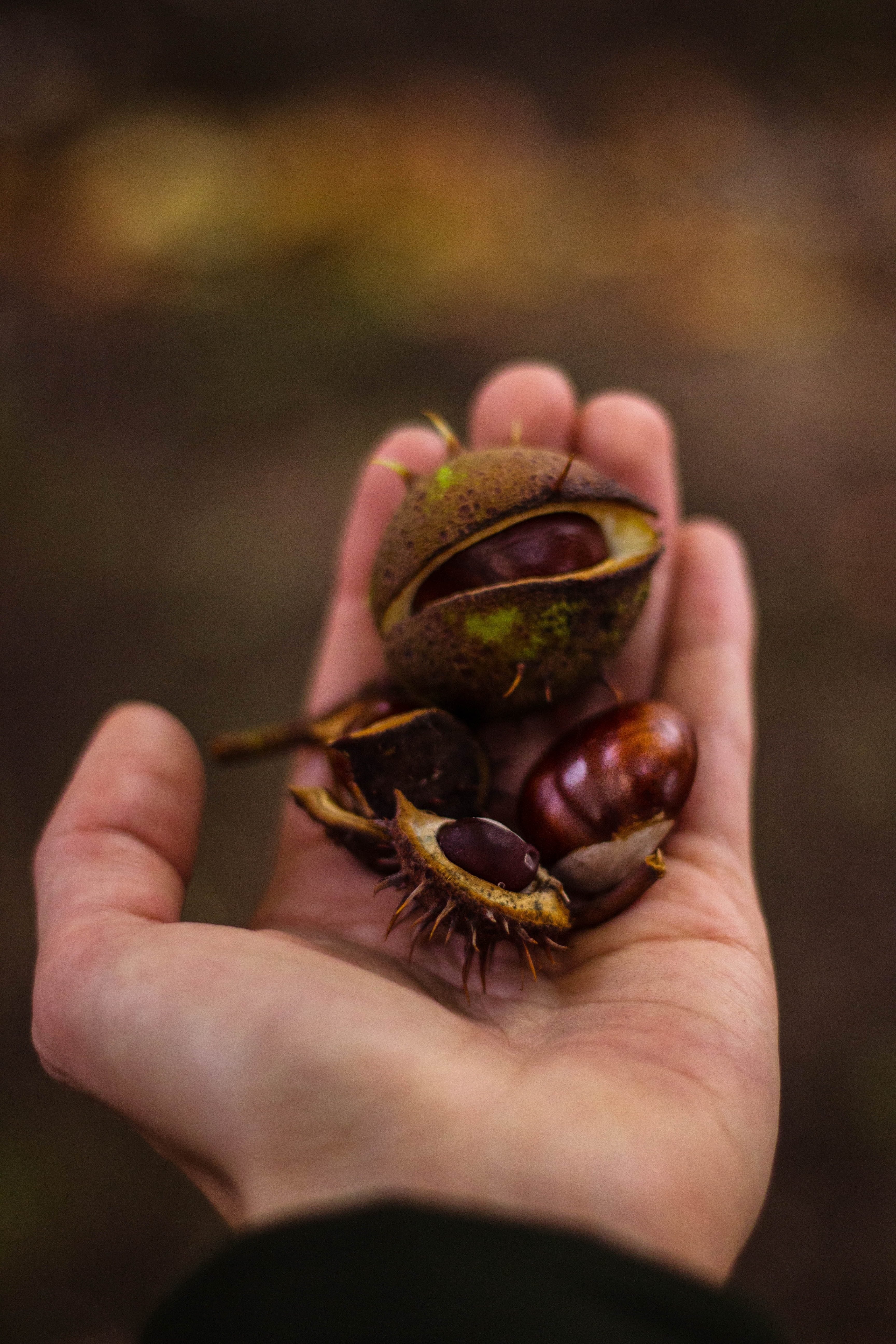 selective focus photo of person's hand holding round fruit with purple seeds
