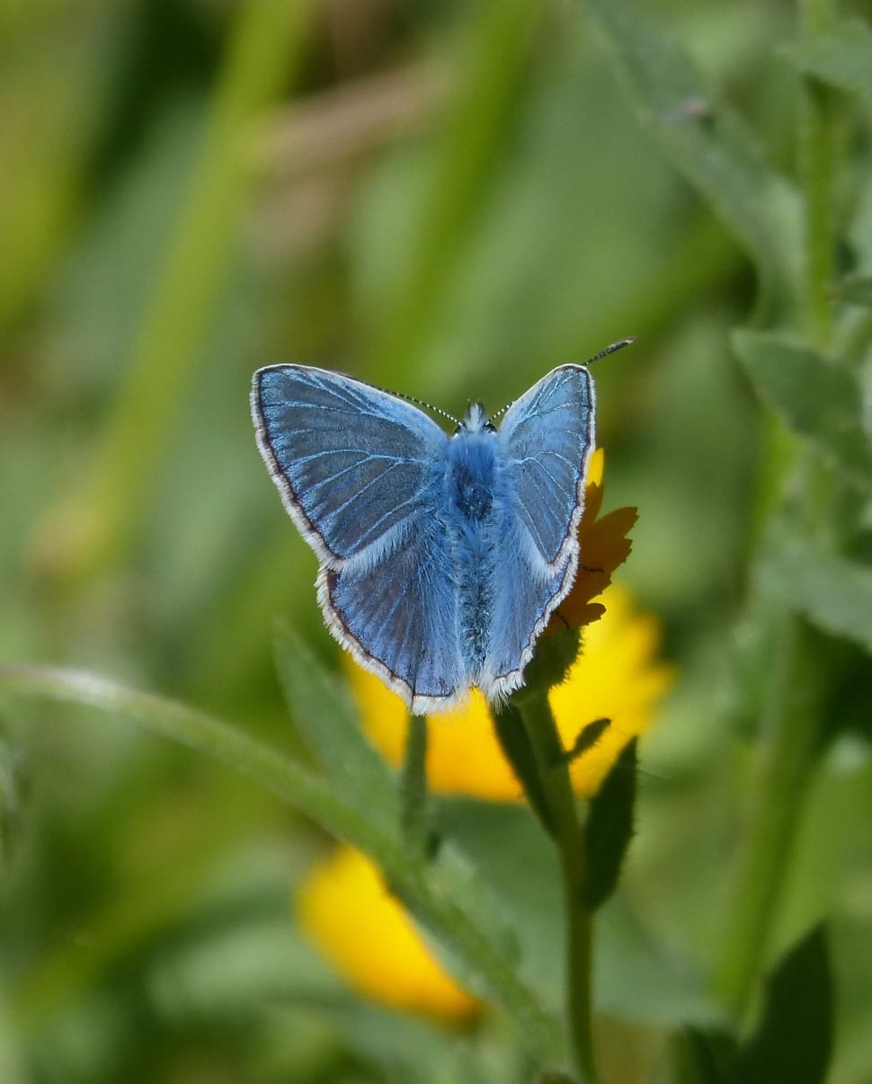eastern tailed blue preview