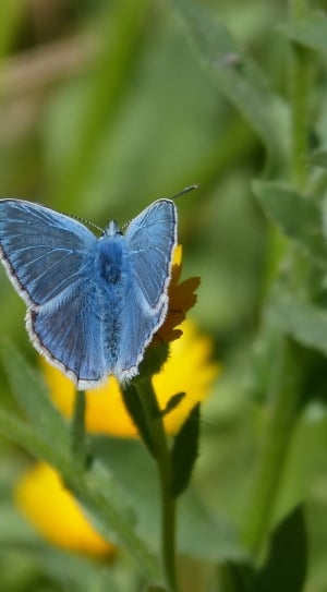 eastern tailed blue thumbnail