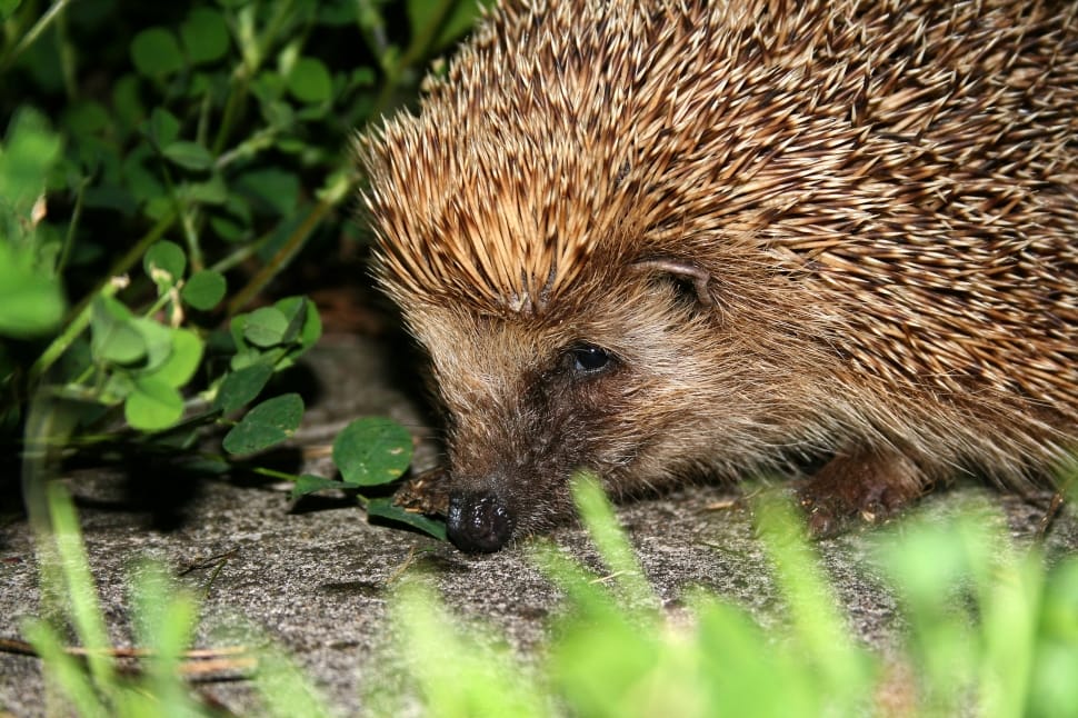 close up photo of hedgehog near green plants preview