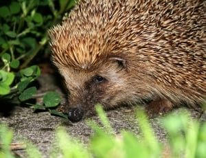 close up photo of hedgehog near green plants thumbnail