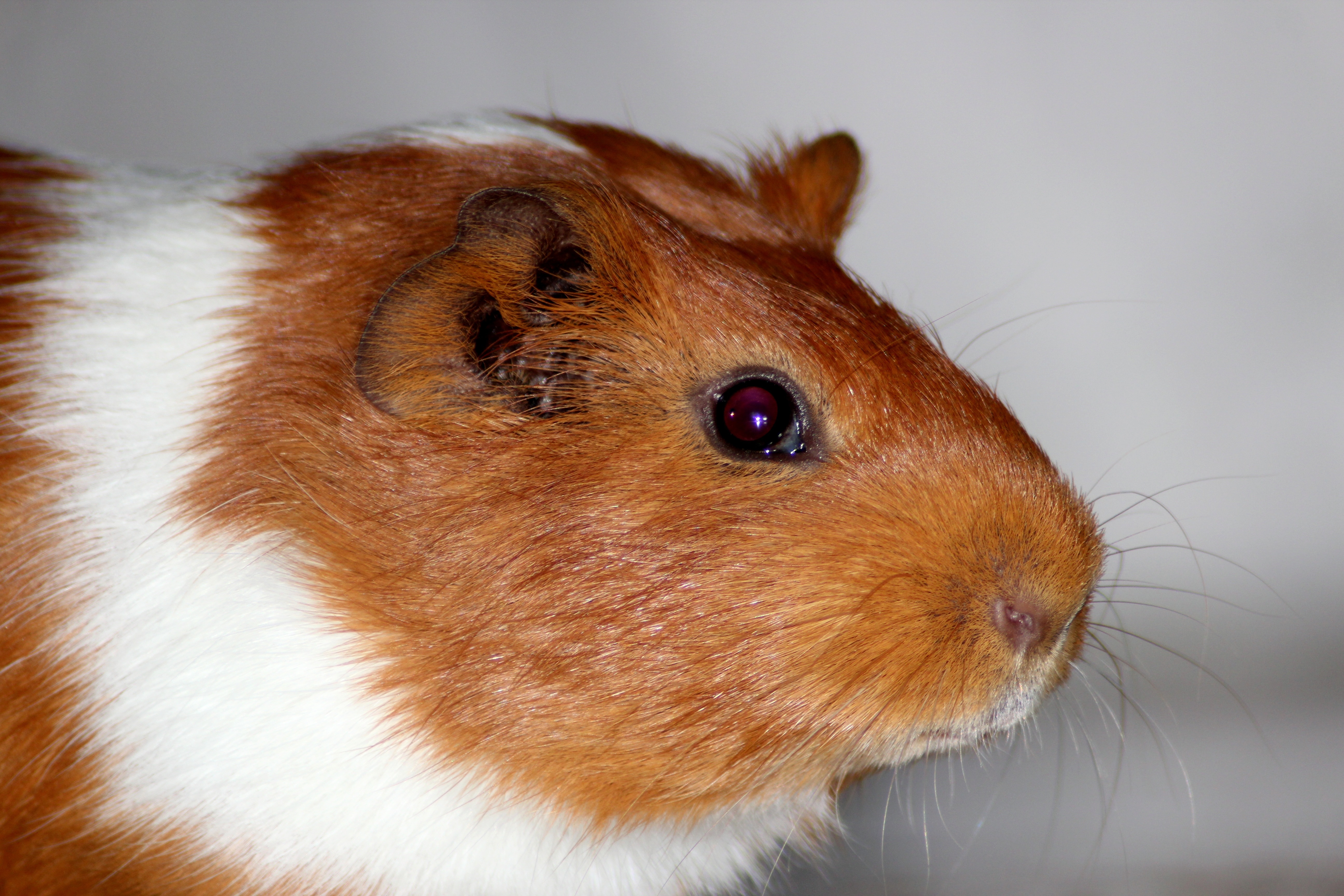 brown and white hamster